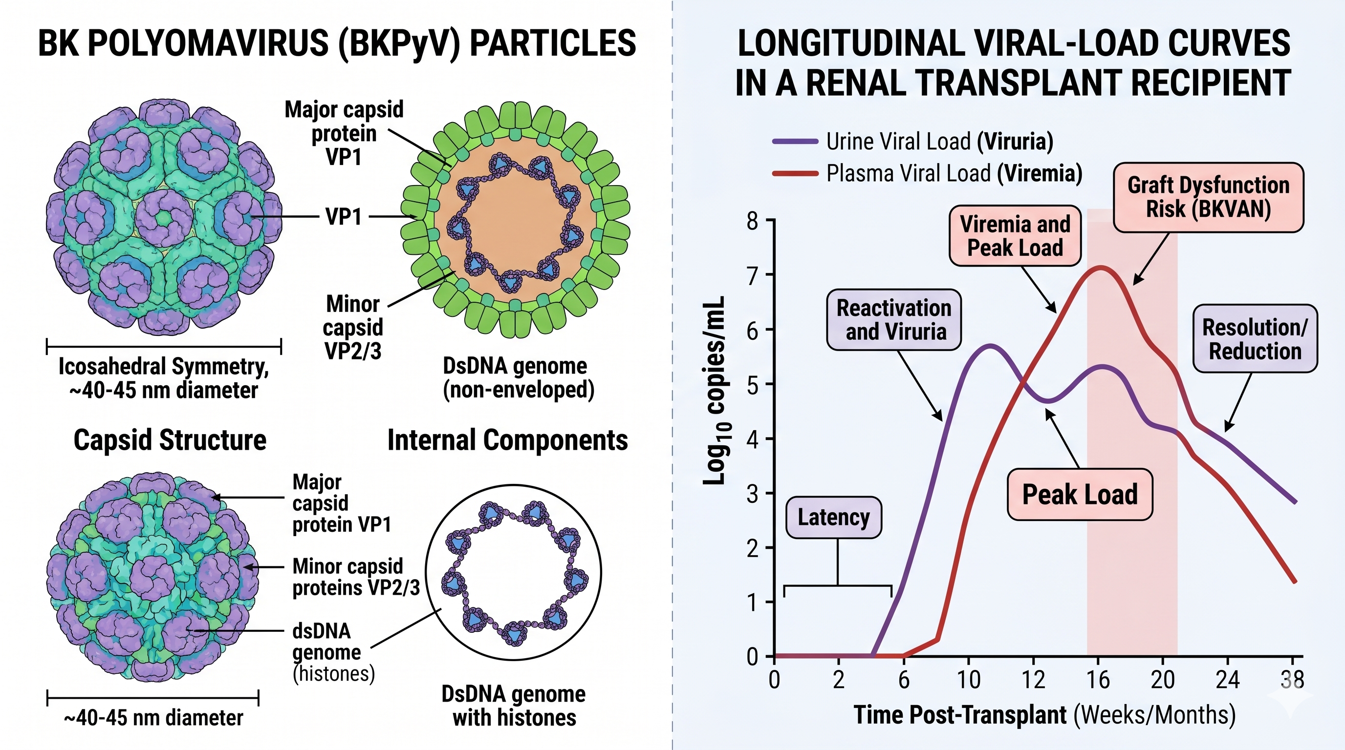 BK polyomavirus particles and longitudinal viral-load curves