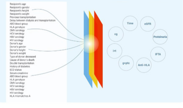 Abstract visualization of an allograft survival risk model